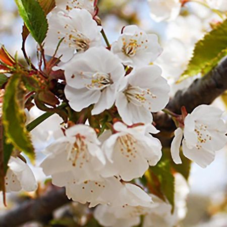 Aroma De Primavera En Casas Rurales Acebuche Casas del Monte Extérieur photo