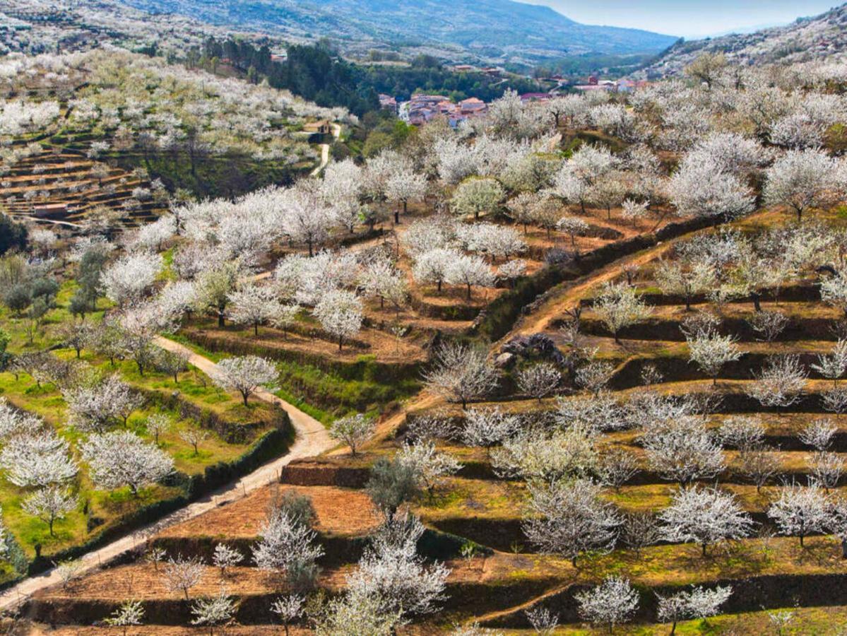 Aroma De Primavera En Casas Rurales Acebuche Casas del Monte Extérieur photo